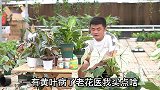 养花为什么黄叶？黄叶了怎么办？学会这几招，黄叶不再是难题。