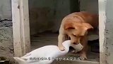 “心机”浣熊骗狗子游泳，下水后才知道，浣熊真正的目的！