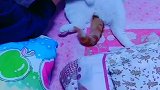 猫：奶奶你烦不烦呀，别碰我！