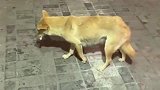 每晚夜宵店讨吃的中华田园犬，今晚怕是最后一次了