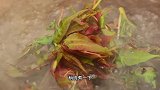 香椿拌豆腐这样做才好吃，看着都流口水，鲜香又细腻