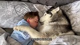 主人让柴犬看孩子，回到家一看被惊到了，这狗绝对成精了