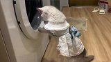 这小猫在干嘛呀，对着洗衣机站着，还一边舔爪子