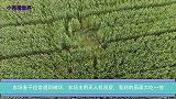 农场麦子经常遭到破坏，农场主用无人机观察，看到的画面大吃一惊