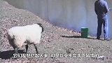 两头羊互看不顺眼，隔着围栏怼了起来，下一秒憋住不要笑