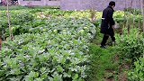 九九炒豆腐当下饭菜，米酒等着去散步，心太急吃咽了