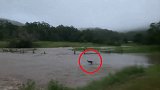 澳大利亚：一只袋鼠洪水中跳跃时不慎被冲走，幸运脱险