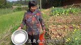 曾姨和妈妈从菜园摘回新鲜茶叶，做成这么原生态饮料，好喝又健康