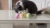 小猫咪快乐奶茶杯，看得我也想来咬一口记录猫咪日常 养猫日常 好物推荐