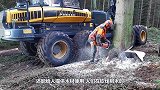 村民发现大树“不停流血”，一斧子劈开情况失控，连忙跑去报警！