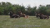世界上有一种羚羊，老虎狮子不敢招惹，看完开眼界了
