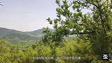 歪叔进山抓虫子咯，各种奇奇怪怪的虫子