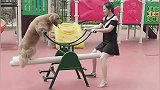 体验童年回忆跷跷板，金毛好像不太愿意！