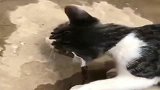 狸花猫：铲屎官还不快救我这玩意儿咬我可疼可疼了
