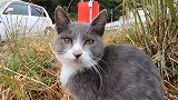 野外遇见几只流浪猫，细看有点不对劲，走近一看发财了