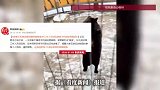 游客手机掉进熊园遭黑熊“啃食”，工作人员：饲养员已将手机取出