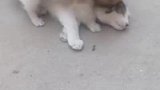 猫咪被小狗缠得生无可恋，已放弃挣扎