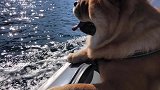 松狮犬狗狗晒幸福啦！