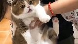 猫：铲屎的放开我，我才不要吹风！