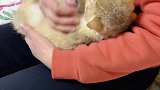千万别让老妈帮忙养猫