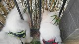 这海豹吵架怎么这么厉害啊