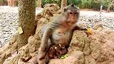 猴妈很伤悲，生活没有给它一点点阳光
