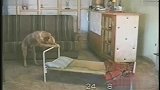 会盖被子的狗 还会睡前祷告-8月12日 媒体综合