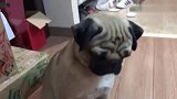 好聪明的巴哥犬，主人的指令它都听懂了，而且还全部做对了！