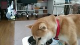 柴犬吃完狗粮后还恋恋不舍的舔舔碗，主人倒水进去时懵了