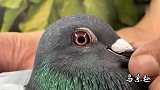 信鸽鉴赏：桃砂眼，淡紫罗兰眼志，非常难得的一只鸽子
