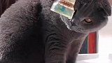 猫的反应速度到底有多快
