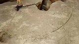 家里狗子不好好看家怎么办