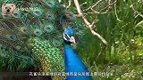 异变的白孔雀在繁殖期间会攻击自己的同类，看完之后原来是这样