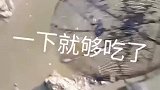 这么多鱼，捞一下就够吃了