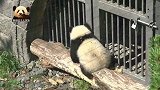 熊猫宝宝梦圆懒洋洋地躺成个废熊，可爱无比的小模样太讨人喜欢