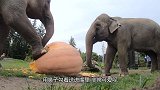 胖海狸饿的上岸啃树木，5分钟消灭一棵树，长相呆萌能力可怕！
