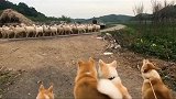 狗子：铲屎的，我今天晚点回家，我要参加羊群的阅兵仪式
