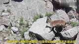 小山羊被母亲从陡峭的悬崖上顶下来，接下来母亲的举动是这样
