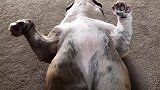 斗牛犬偷穿主人裤子被发现，还理直气壮地凶人！