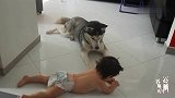 二哈当着主人的面欺负小主人！这小主人可不是好惹的