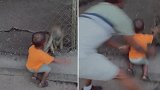美国：两岁男童在动物园喂猴子，被猴子抓住衣服拉到围栏上