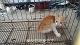农村大集买个漂亮小猫，却让人失望连连，这还有救吗