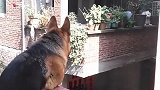 狗子：小花有空到我家来玩呀！