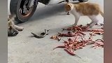猫儿逗毒蛇，狗子探头瞧。毒蛇身一跃，狗子嗷嗷叫！