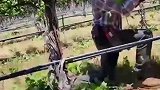 修剪葡萄树，农村生活