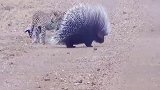 猎豹遇上了豪猪，奇怪的捕猎开始了！