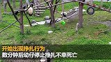 四川神树坪基地大熊猫窒息死亡 因吊球绳缠绕颈部
