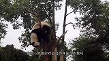 熊猫玩滑梯上瘾了，饲养员：感觉自己带了一群幼儿园小朋友
