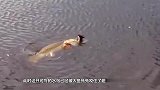 一条大鱼被鲶鱼咬住，不停挣扎，网友：难不成要整吞