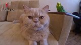 猫咪和它的小情人这是闹矛盾了吗？看吧俺咪气的，都快流泪了